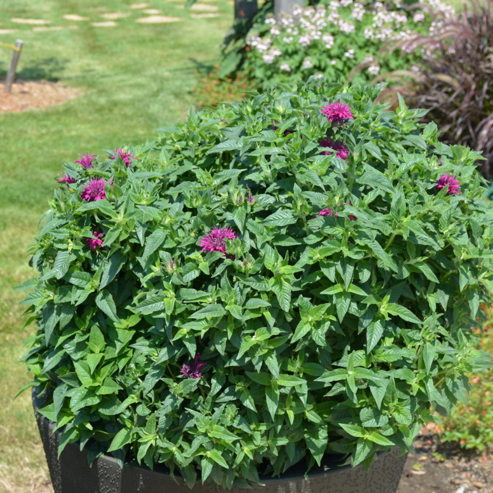 Pardon My Purple Beebalm