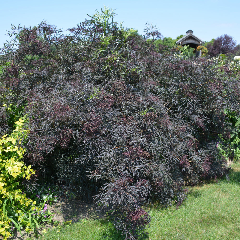 Black Lace® Elder