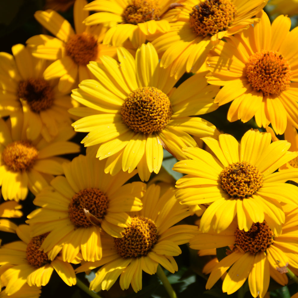 Heliopsis helianthoides 'Tuscan Sun'