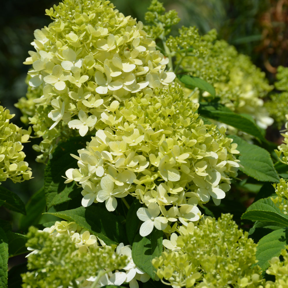 Hydrangea paniculata 'Jane'