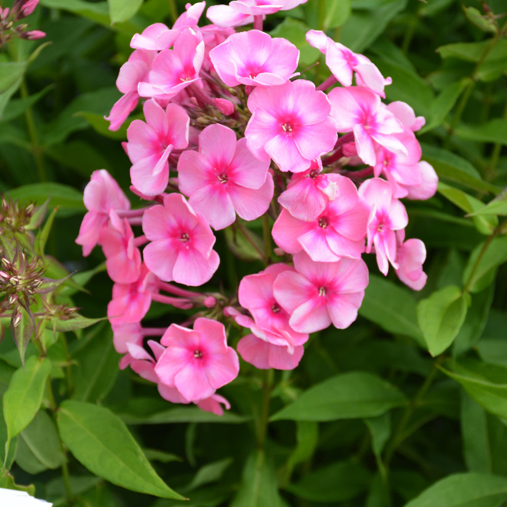 Phlox paniculata 'Ditomdre'