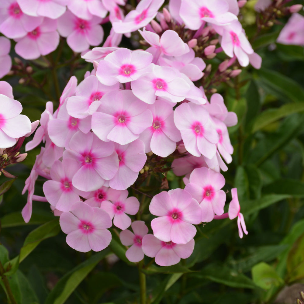 Phlox paniculata 'Ditomfra'