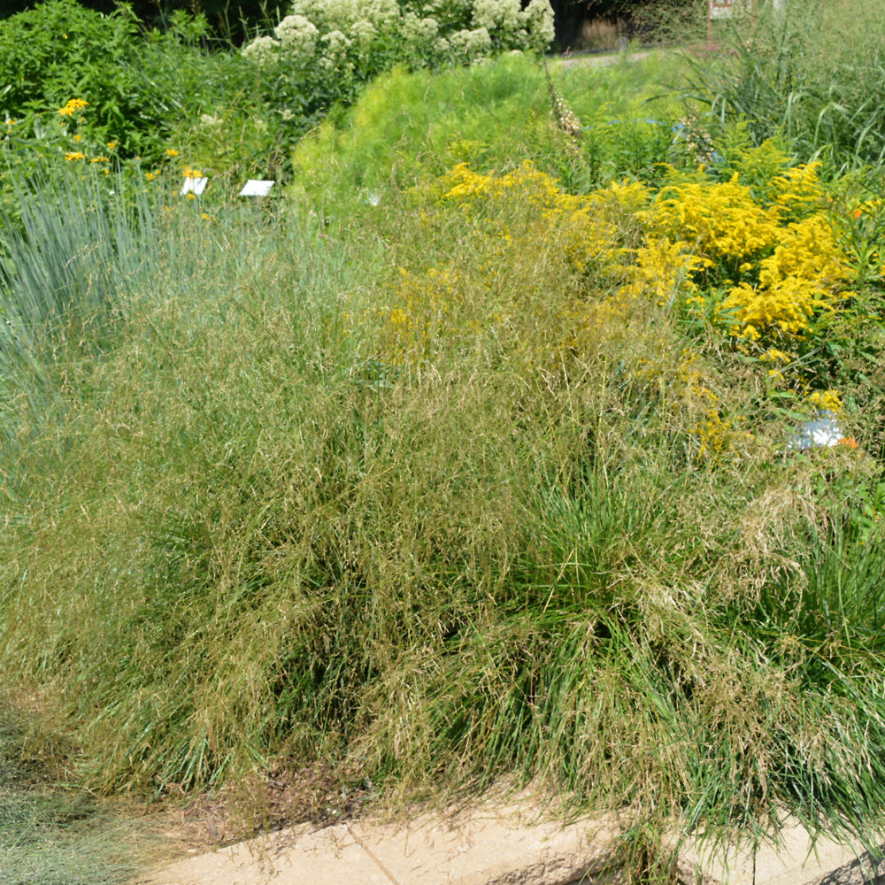 Pixie Fountain Tufted Hair Grass