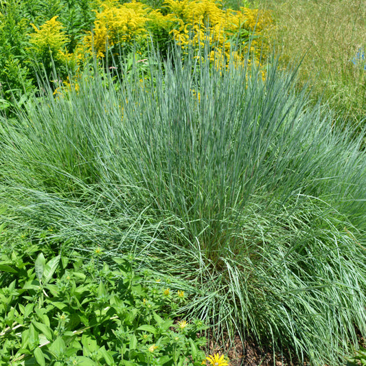 Schizachyrium scoparium 'Prairie Blues'