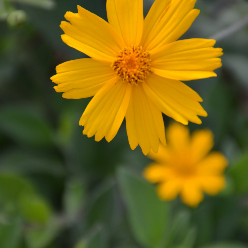 Coreopsis pubescens 'Sunshine Superman'