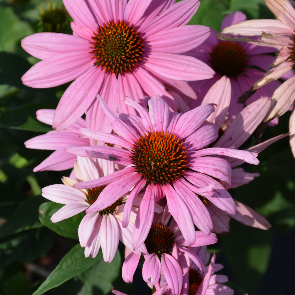 Echinacea purpurea 'Prairie Splendor'