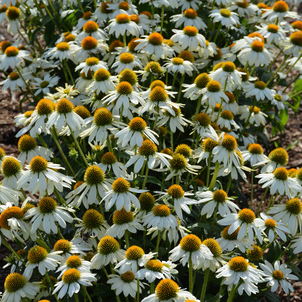 PowWow White Coneflower