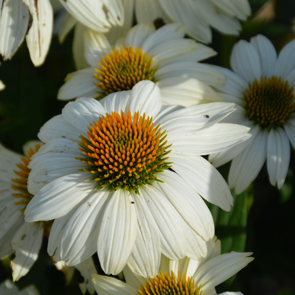 Echinacea purpurea 'PowWow White'