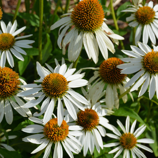 Echinacea purpurea 'Happy Star'