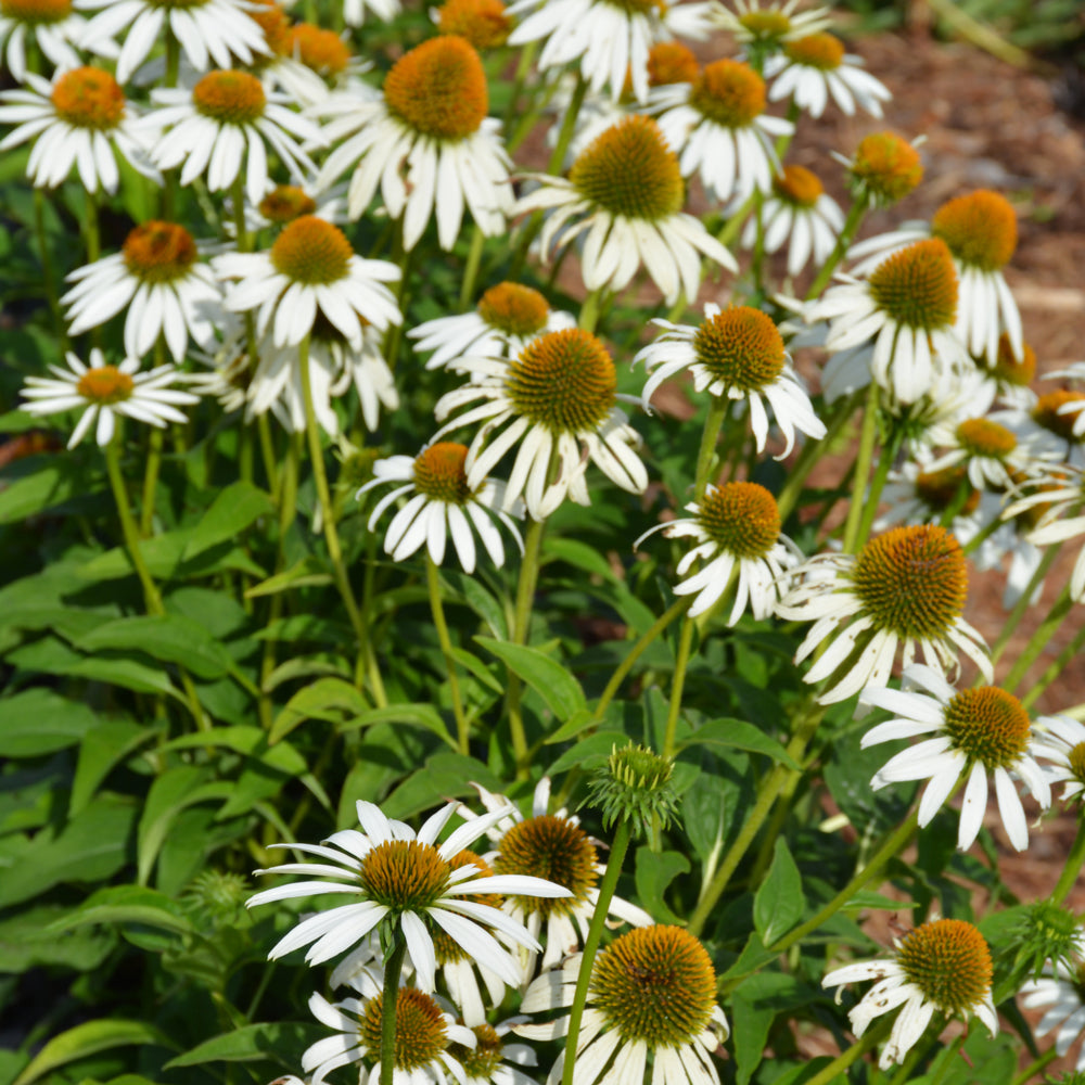 Happy Star™ Coneflower