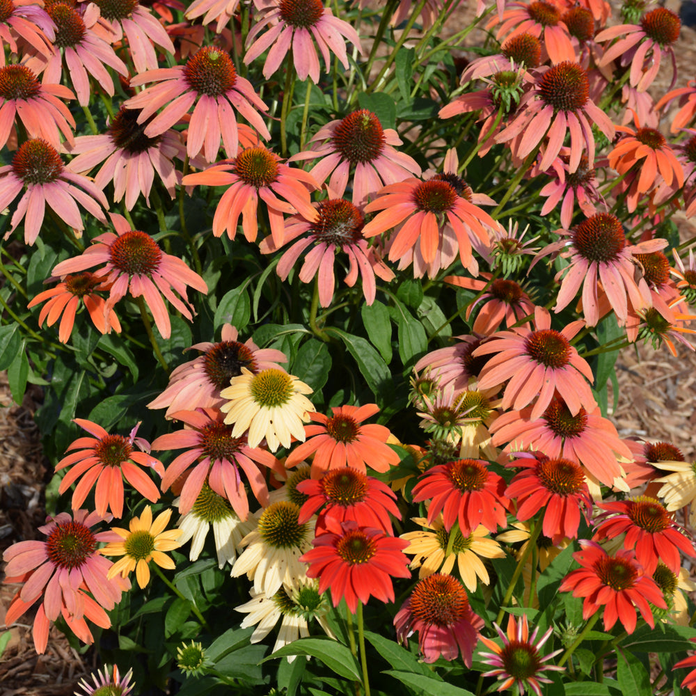 Echinacea 'Cheyenne Spirit'