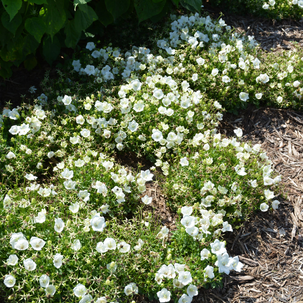 Rapido White Bellflower