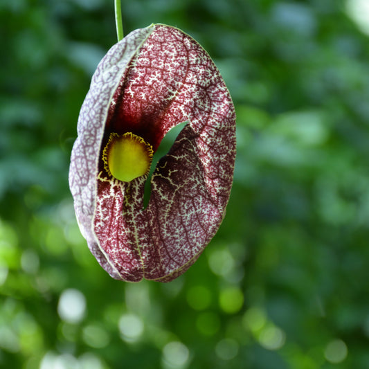 Aristolochia macrophylla