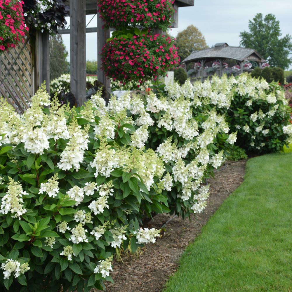 Fire Light® Hydrangea