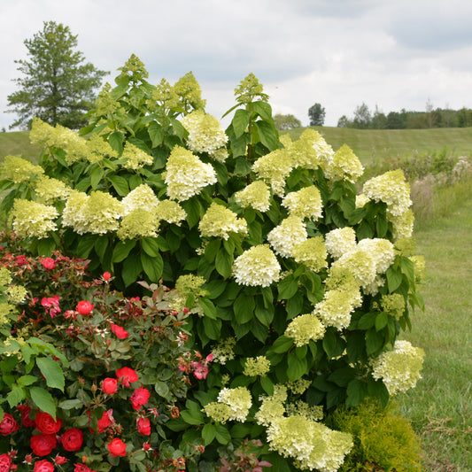 Hydrangea paniculata 'SMNHPPH'