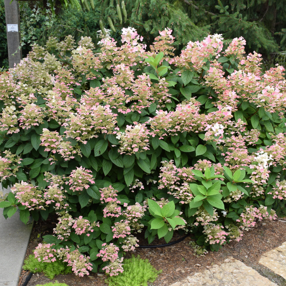 Little Quick Fire® Hydrangea