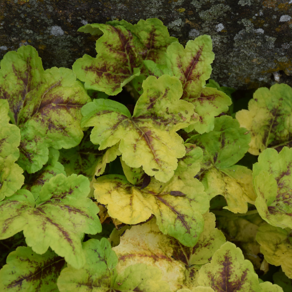 Heucherella 'Eye Spy'