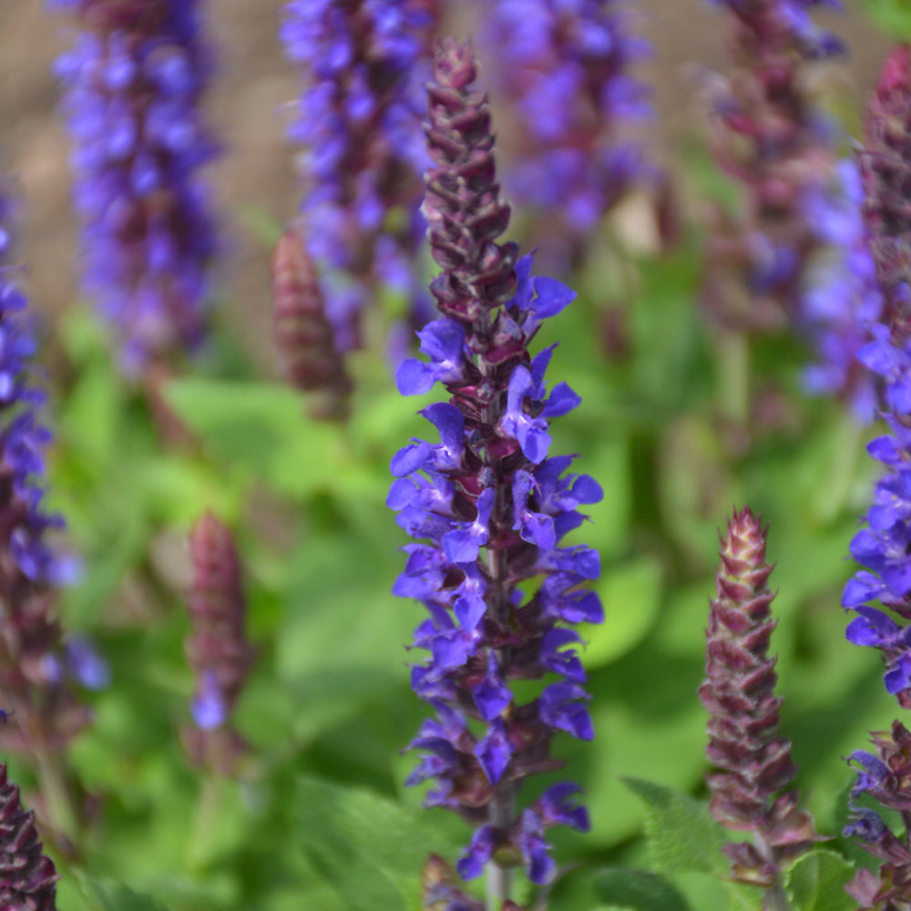 Salvia nemorosa 'Violet Riot'