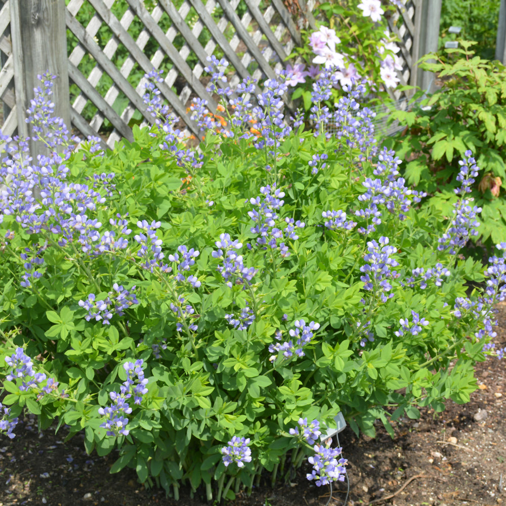 Blue Wild Indigo