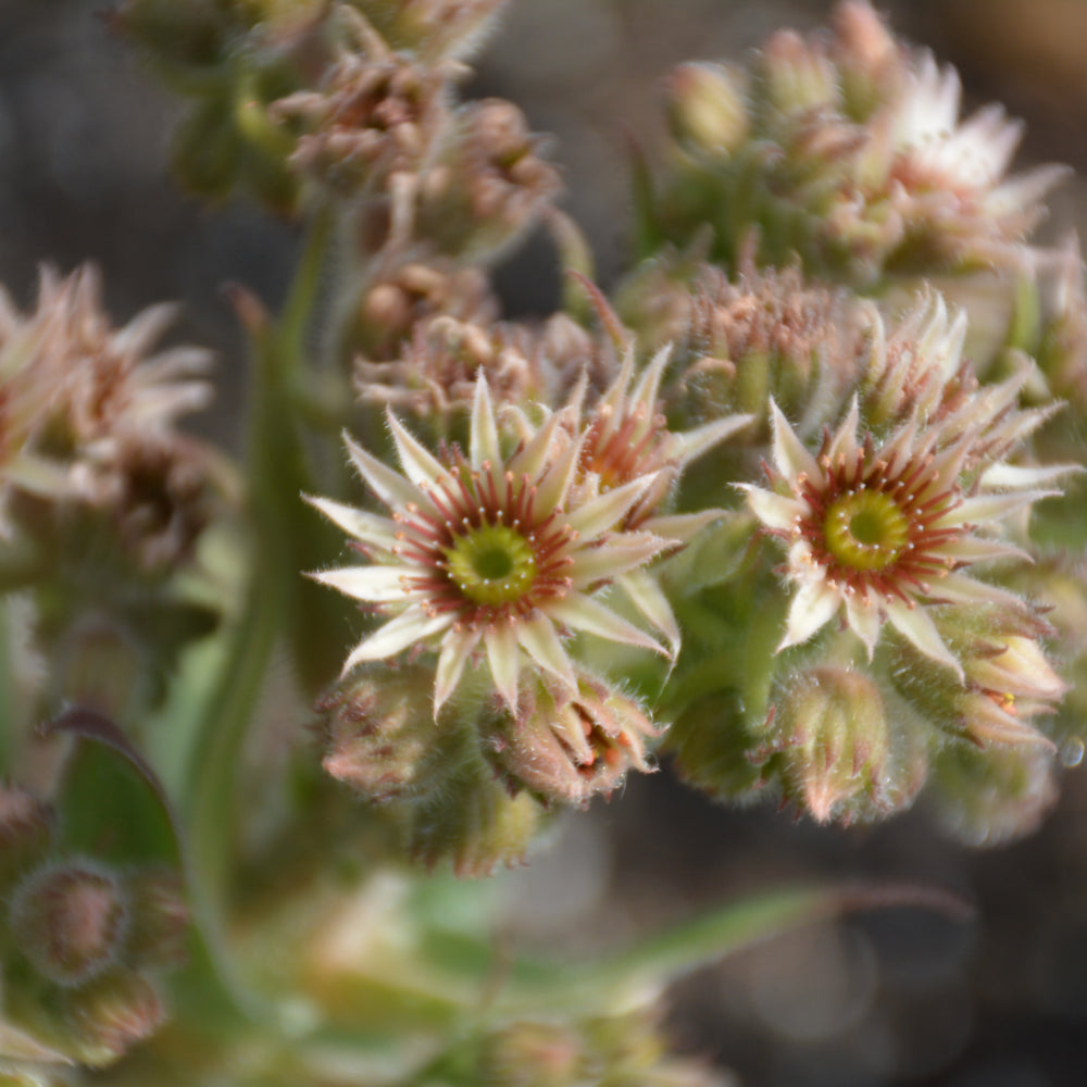 Black Hens And Chicks