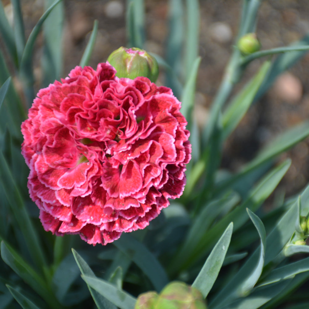 Fruit Punch® Raspberry Ruffles Pinks