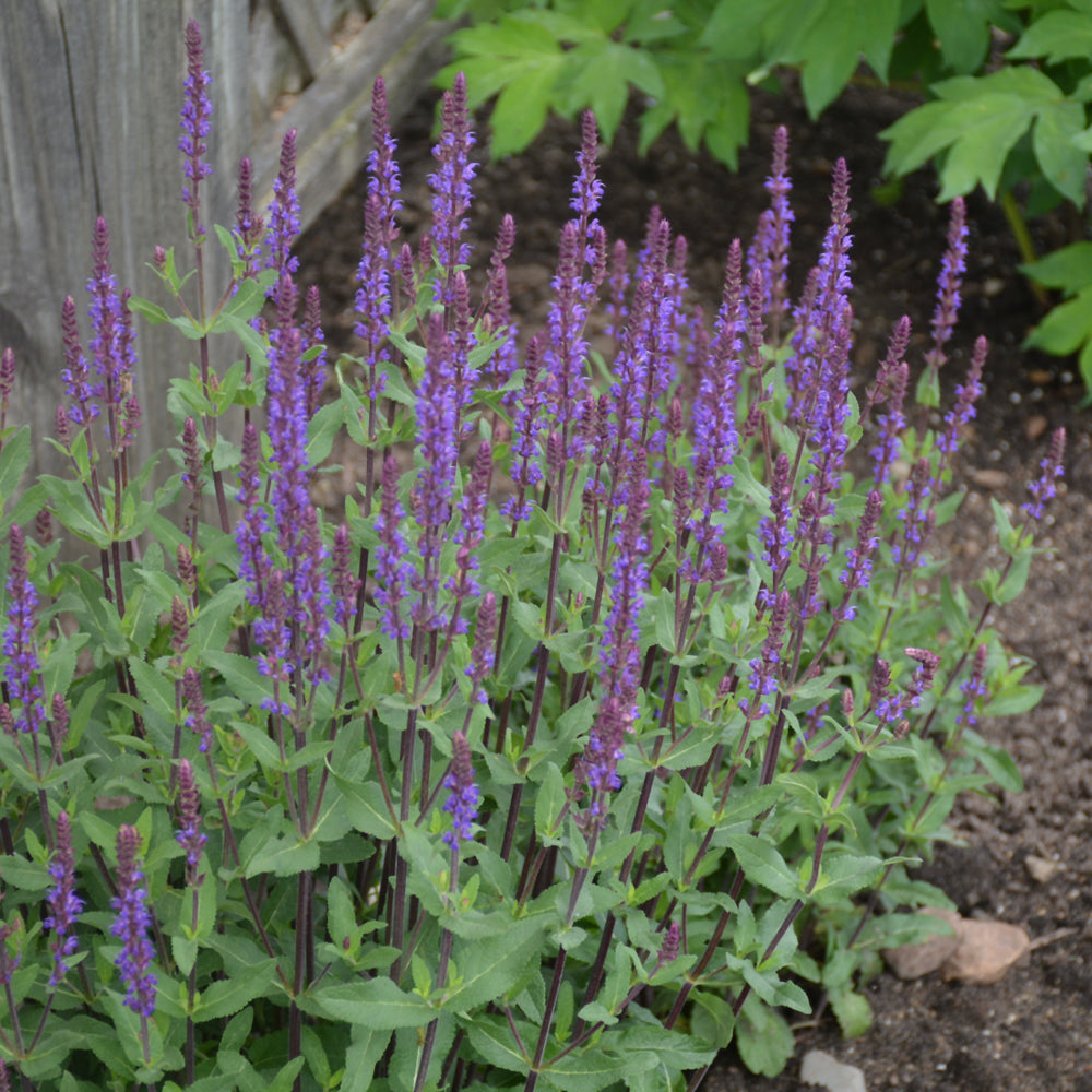 Salvia x sylvestris 'Caradonna'