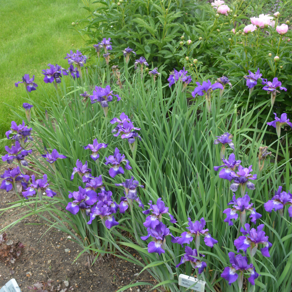 Ruffled Velvet Iris