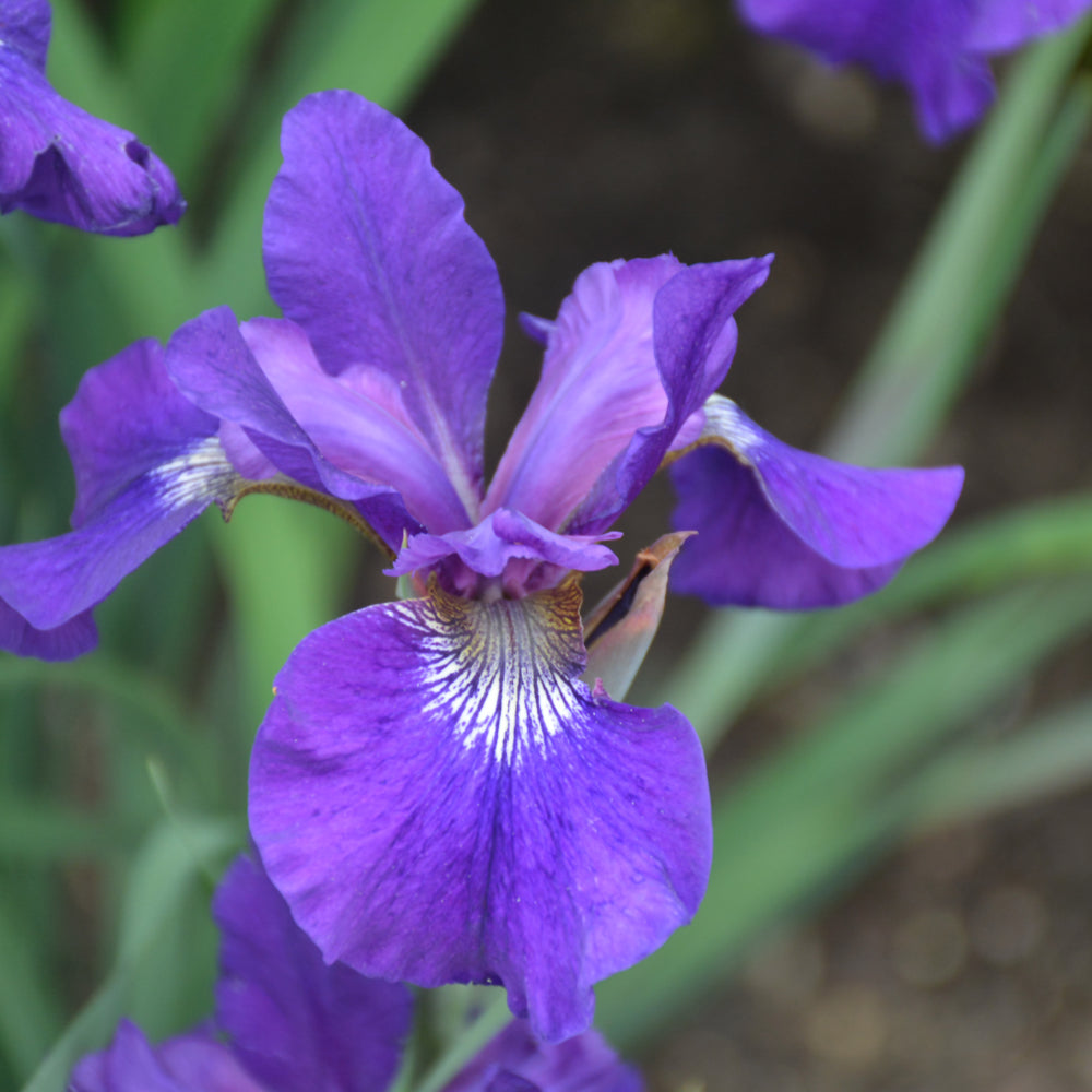 Ruffled Velvet Iris