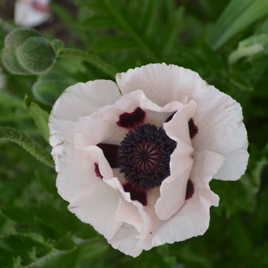 Papaver orientale 'Royal Wedding'