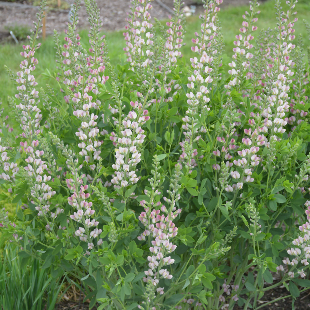 Decadence® Pink Truffles False Indigo