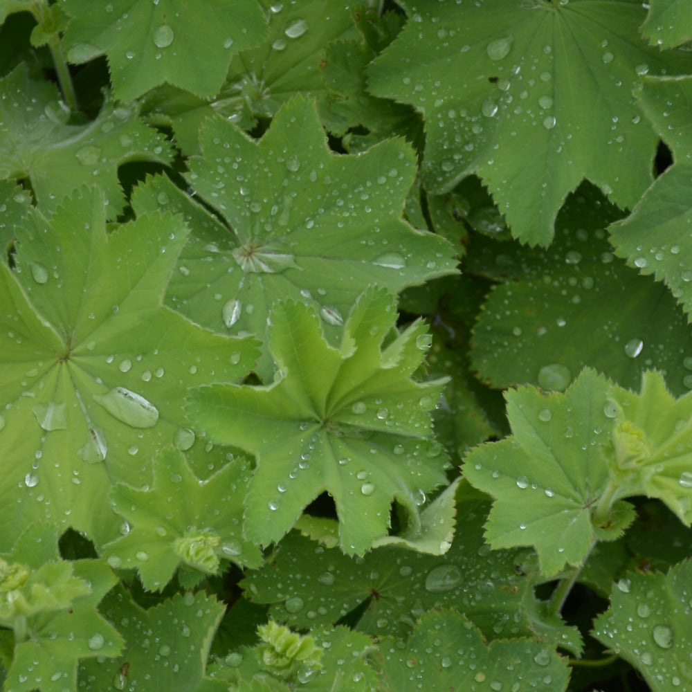 Lady's Mantle