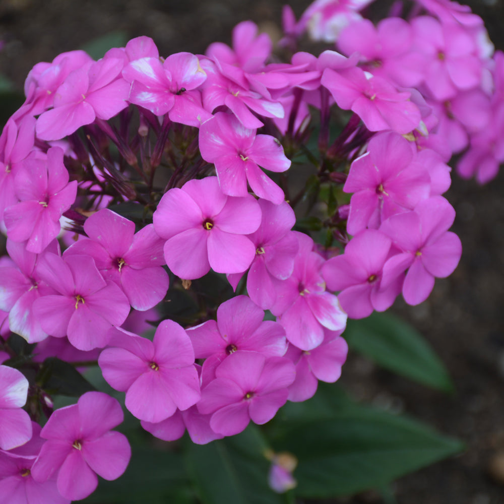 Phlox 'Cloudburst'