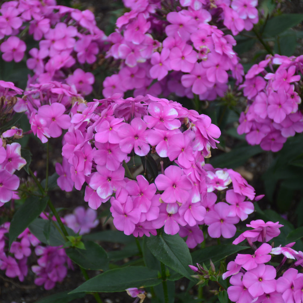 Cloudburst Phlox