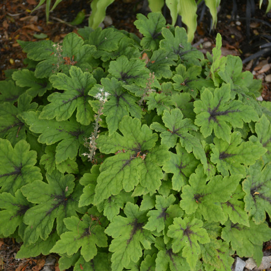 Tiarella 'Fingerpaint'