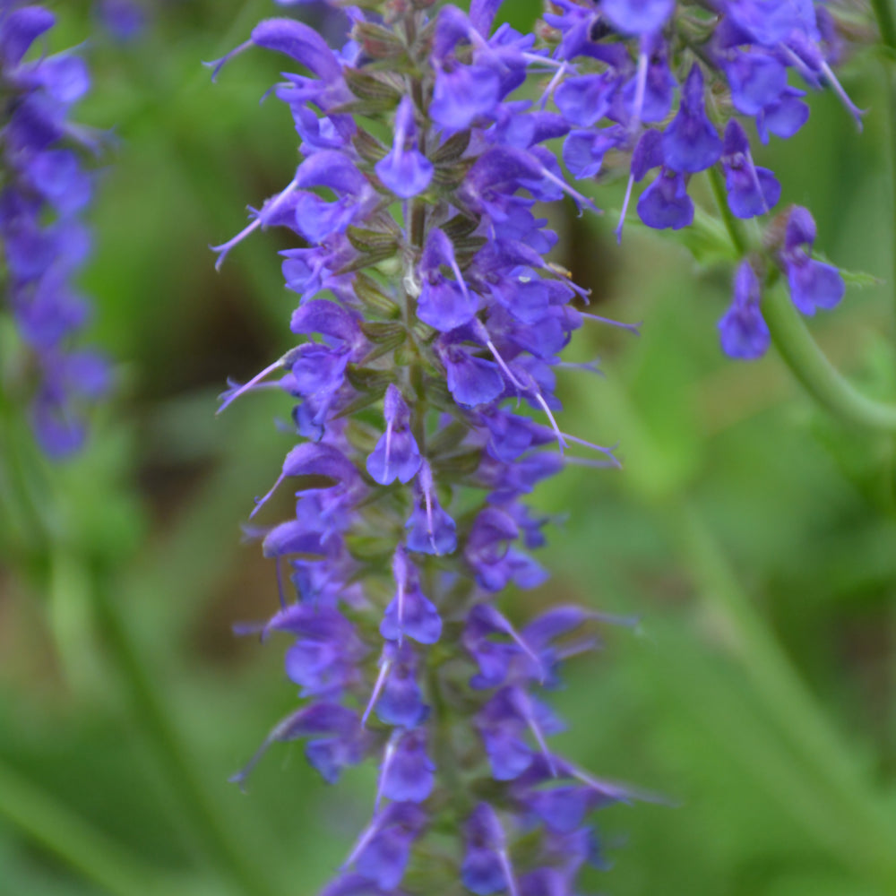 May Night Sage