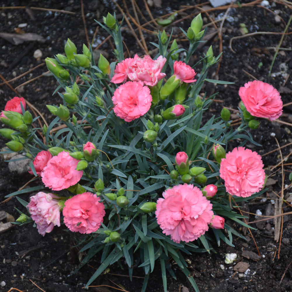 Fruit Punch® Classic Coral Pinks