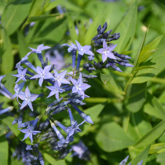 Amsonia tabernaemontana 'Blue Ice'