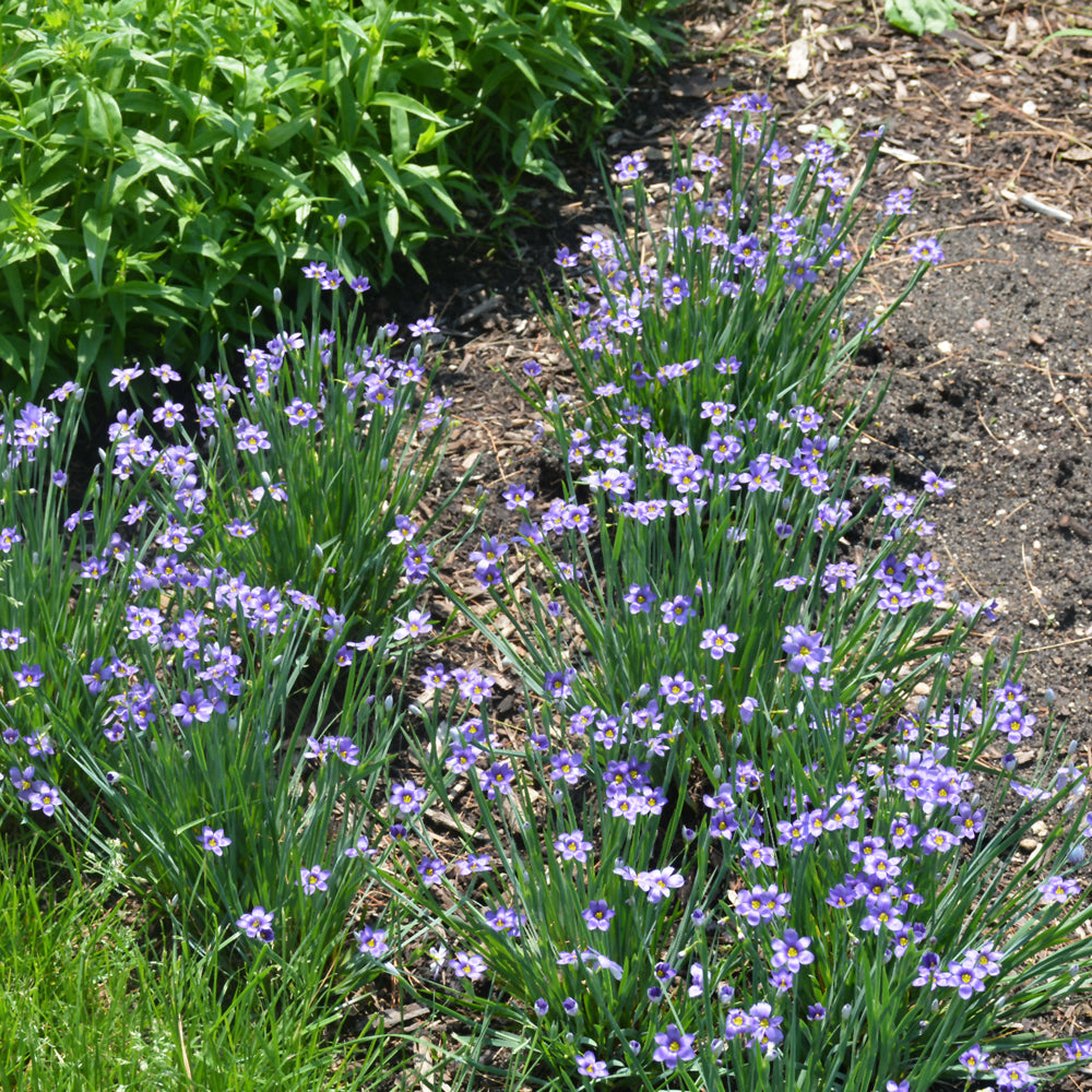 Lucerne Blue-Eyed Grass