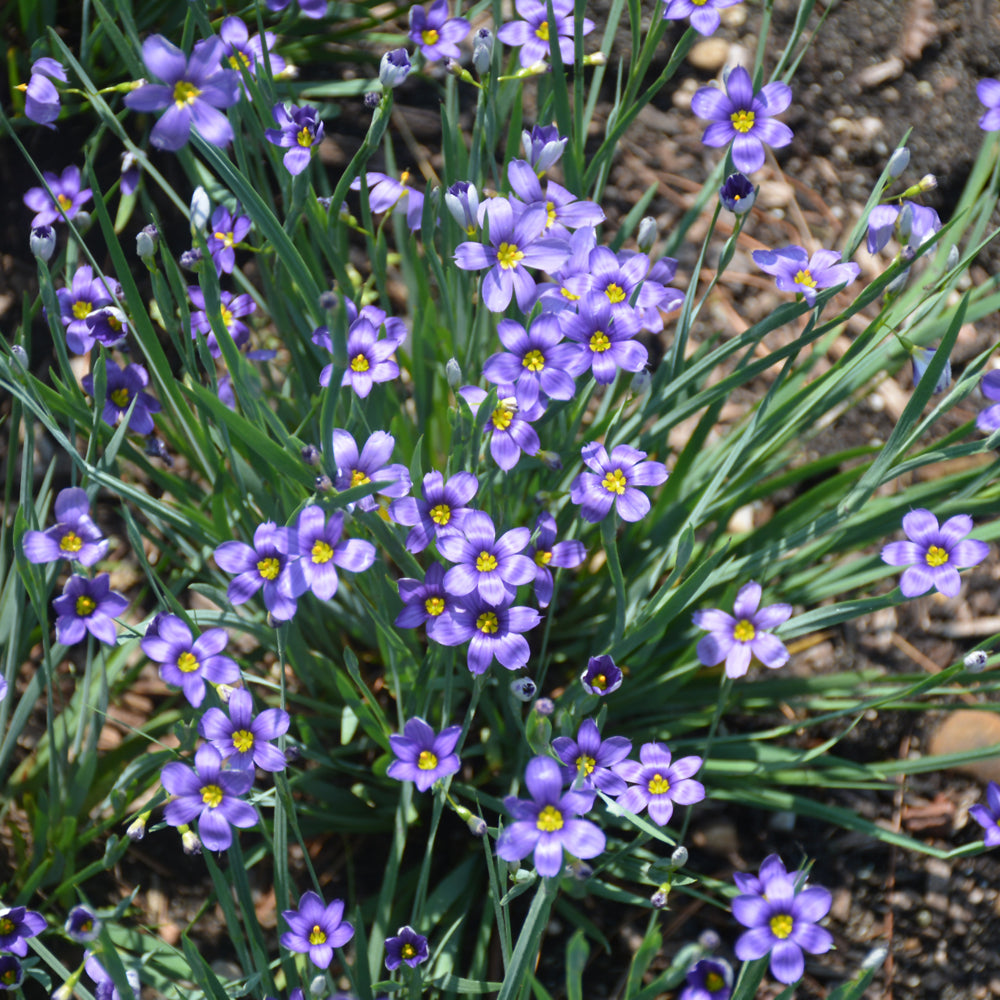 Lucerne Blue-Eyed Grass