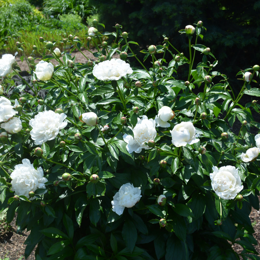 Festiva Maxima Peony