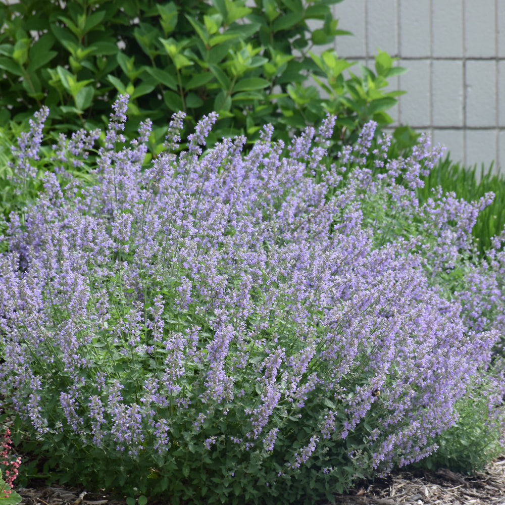 Cat's Meow Catmint