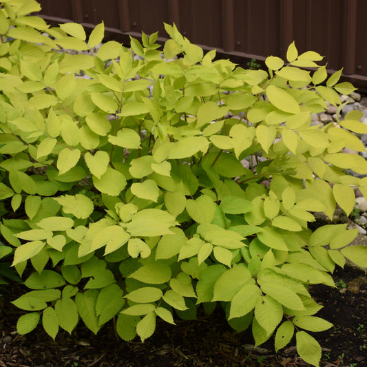 Aralia cordata 'Sun King'