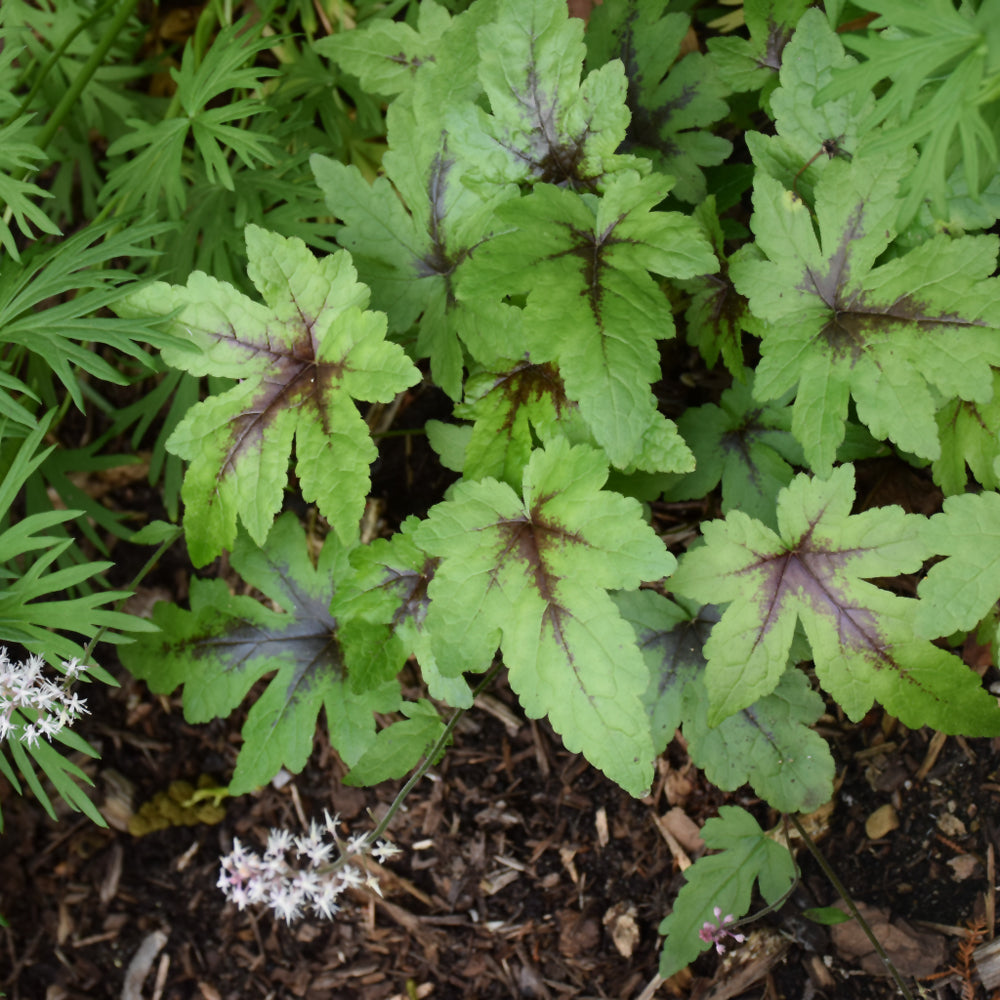 Sugar And Spice Foamflower