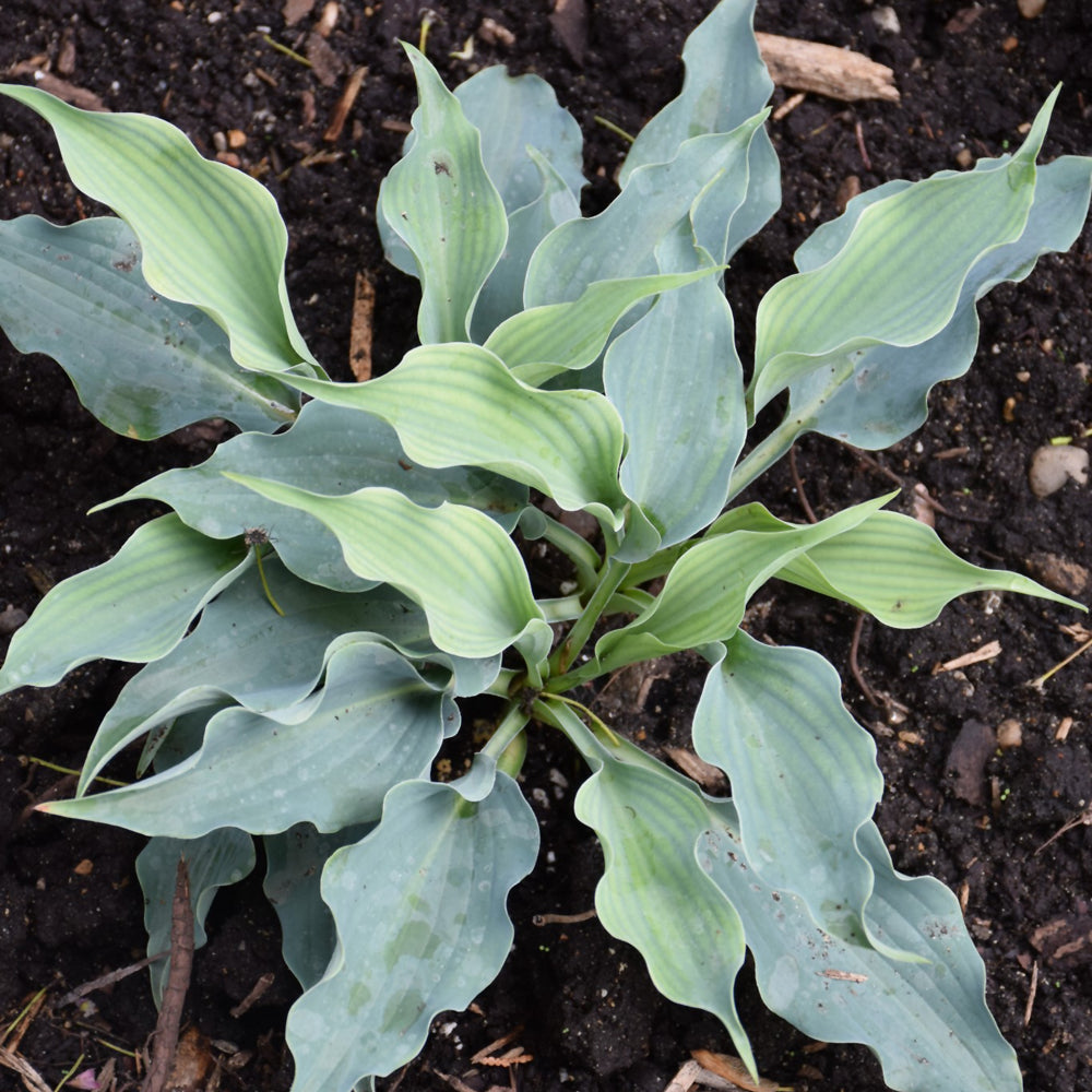 Shadowland® Waterslide Hosta