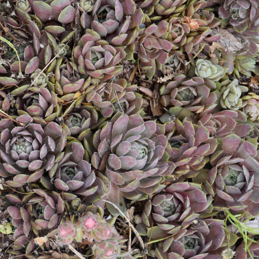 Sempervivum 'Pacific Blue Ice'