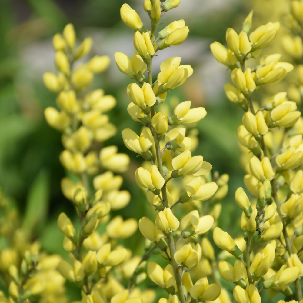 American Goldfinch False Indigo