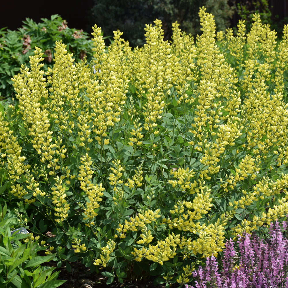 American Goldfinch False Indigo