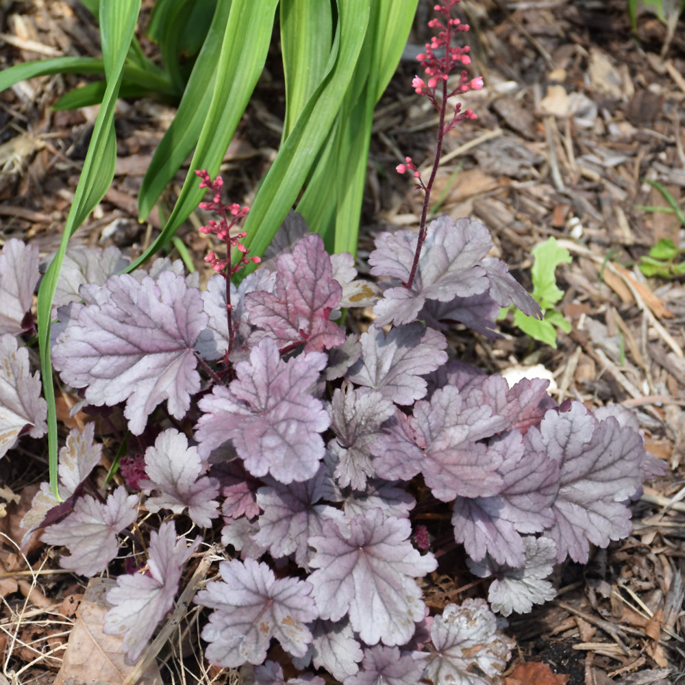 Dolce® Silver Gumdrop Coral Bells