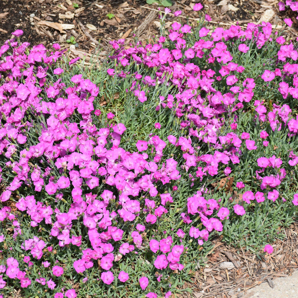 Paint The Town Fuchsia Pinks