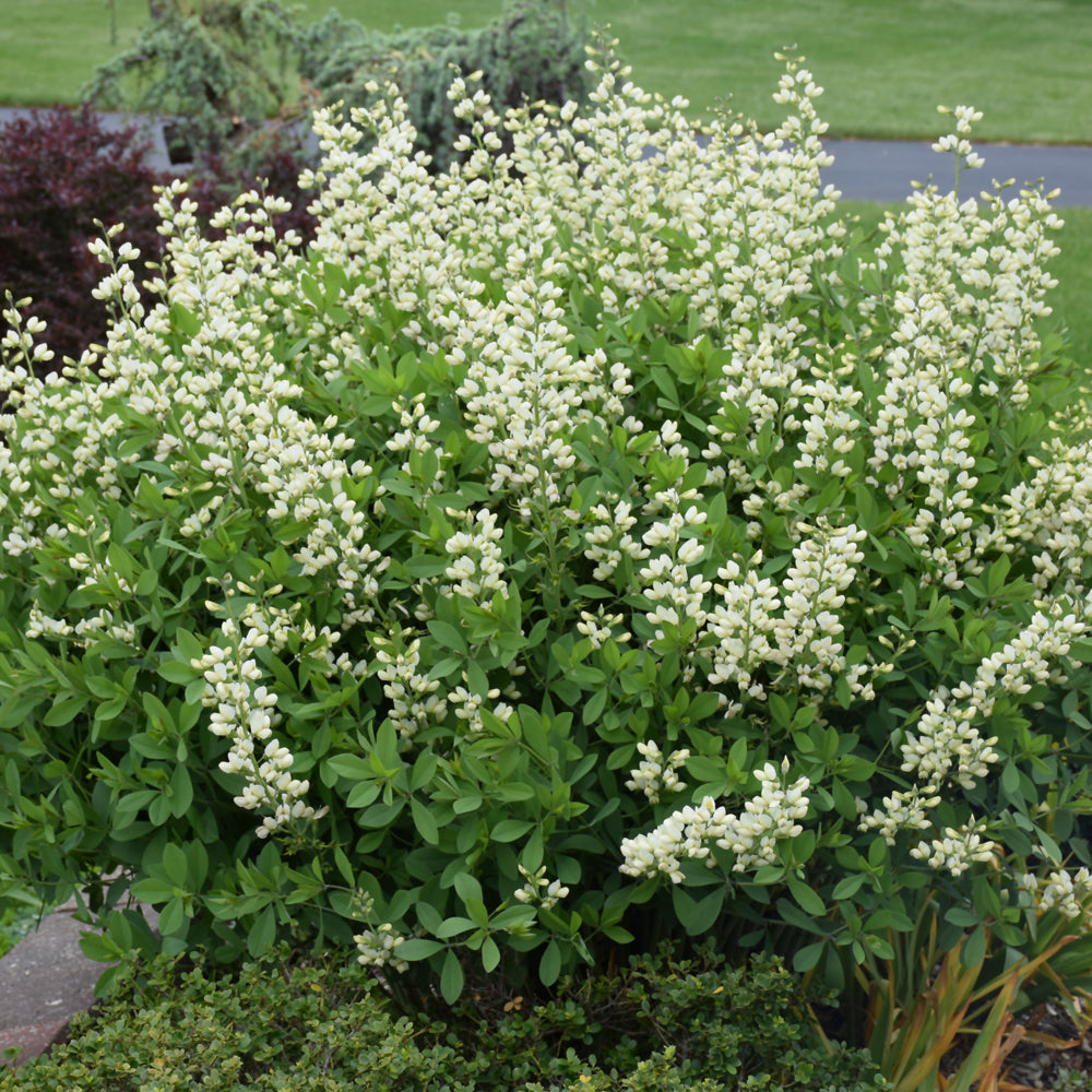 Decadence® Vanilla Cream False Indigo